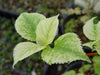 '- Hydrangea anomala ssp. petiolaris 'Early Light' Variegated Climbing Hydrangea - Mr Maple │ Buy Japanese Maple Trees