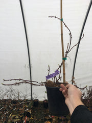 - Hydrangea anomala ssp. petiolaris 'Early Light' Variegated Climbing Hydrangea - Mr Maple │ Buy Japanese Maple Trees