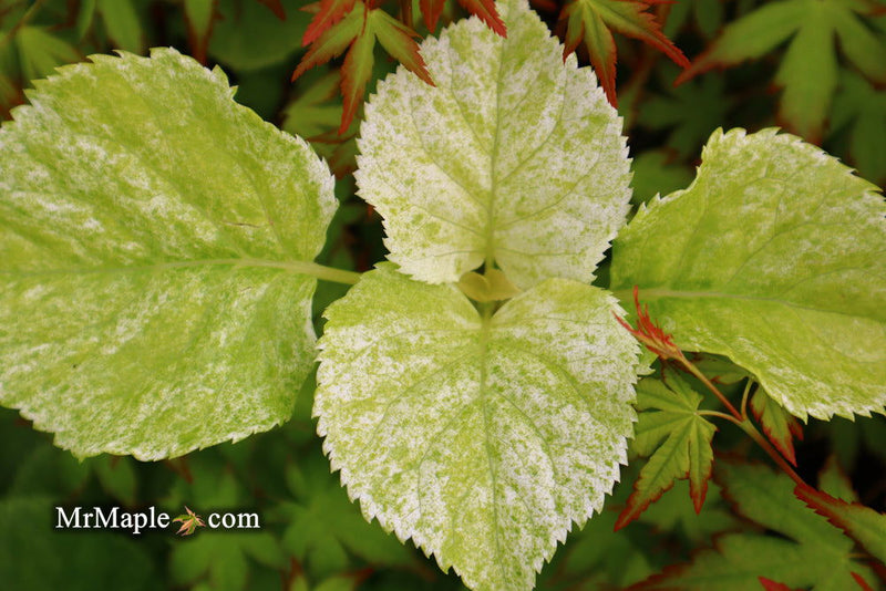 - Hydrangea anomala ssp. petiolaris 'Early Light' Variegated Climbing Hydrangea - Mr Maple │ Buy Japanese Maple Trees
