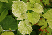 - Hydrangea anomala ssp. petiolaris 'Early Light' Variegated Climbing Hydrangea - Mr Maple │ Buy Japanese Maple Trees