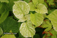 '- Hydrangea anomala ssp. petiolaris 'Early Light' Variegated Climbing Hydrangea - Mr Maple │ Buy Japanese Maple Trees