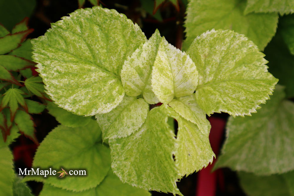 '- Hydrangea anomala ssp. petiolaris 'Early Light' Variegated Climbing Hydrangea - Mr Maple │ Buy Japanese Maple Trees