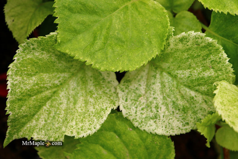 - Hydrangea anomala ssp. petiolaris 'Early Light' Variegated Climbing Hydrangea - Mr Maple │ Buy Japanese Maple Trees
