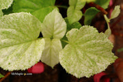 - Hydrangea anomala ssp. petiolaris 'Early Light' Variegated Climbing Hydrangea - Mr Maple │ Buy Japanese Maple Trees