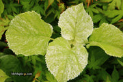 - Hydrangea anomala ssp. petiolaris 'Early Light' Variegated Climbing Hydrangea - Mr Maple │ Buy Japanese Maple Trees
