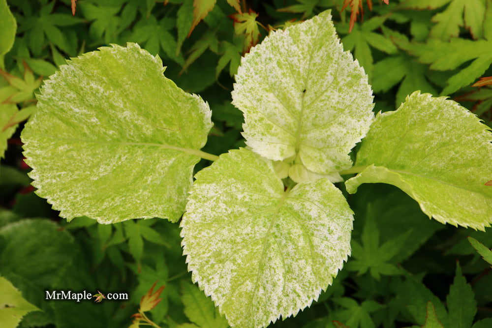 '- Hydrangea anomala ssp. petiolaris 'Early Light' Variegated Climbing Hydrangea - Mr Maple │ Buy Japanese Maple Trees