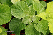 - Hydrangea anomala ssp. petiolaris 'Early Light' Variegated Climbing Hydrangea - Mr Maple │ Buy Japanese Maple Trees