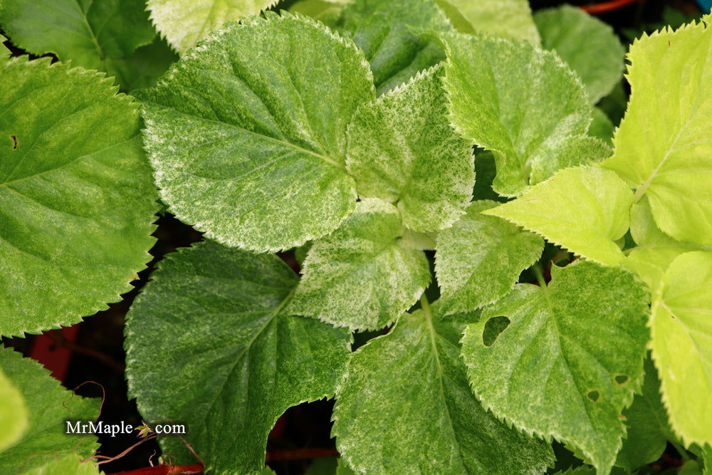 '- Hydrangea anomala ssp. petiolaris 'Early Light' Variegated Climbing Hydrangea - Mr Maple │ Buy Japanese Maple Trees