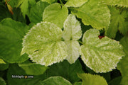 - Hydrangea anomala ssp. petiolaris 'Early Light' Variegated Climbing Hydrangea - Mr Maple │ Buy Japanese Maple Trees