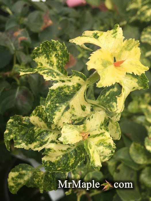 '- Hydrangea anomala ssp. petiolaris 'Kuga Variegated' Climbing Hydrangea - Mr Maple │ Buy Japanese Maple Trees