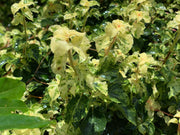 - Hydrangea anomala ssp. petiolaris 'Kuga Variegated' Climbing Hydrangea - Mr Maple │ Buy Japanese Maple Trees