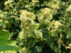 '- Hydrangea anomala ssp. petiolaris 'Kuga Variegated' Climbing Hydrangea - Mr Maple │ Buy Japanese Maple Trees