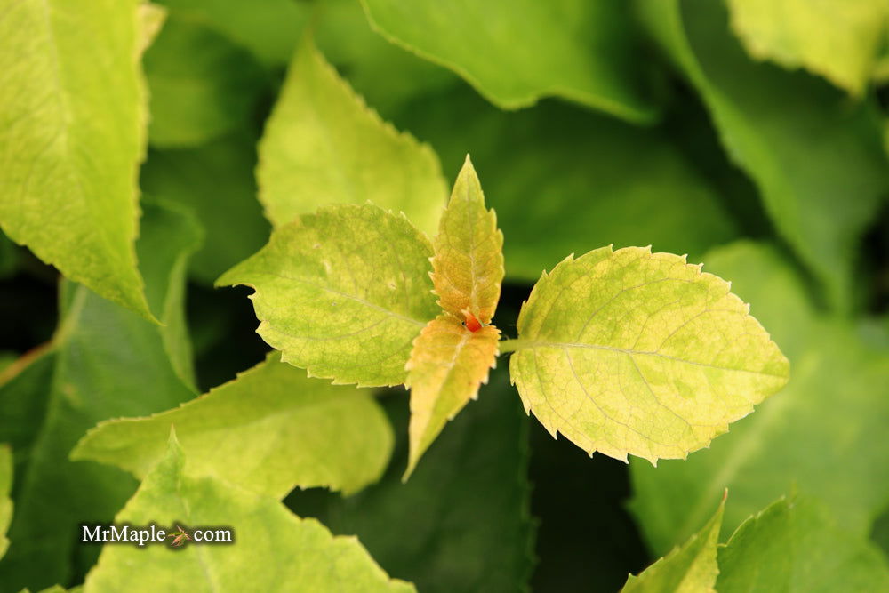 '- Hydrangea anomala ssp. petiolaris 'Kuga Variegated' Climbing Hydrangea - Mr Maple │ Buy Japanese Maple Trees