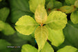 '- Hydrangea anomala ssp. petiolaris 'Kuga Variegated' Climbing Hydrangea - Mr Maple │ Buy Japanese Maple Trees