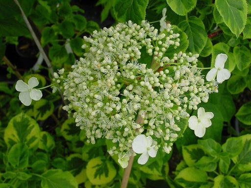 '- Hydrangea anomala ssp. petiolaris 'Mirranda' Climbing Hydrangea - Mr Maple │ Buy Japanese Maple Trees