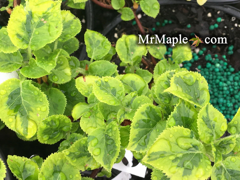 - Hydrangea anomala ssp. petiolaris 'Mirranda' Climbing Hydrangea - Mr Maple │ Buy Japanese Maple Trees