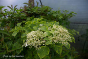 - Hydrangea anomala ssp. petiolaris 'Mirranda' Climbing Hydrangea - Mr Maple │ Buy Japanese Maple Trees