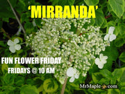 - Hydrangea anomala ssp. petiolaris 'Mirranda' Climbing Hydrangea - Mr Maple │ Buy Japanese Maple Trees