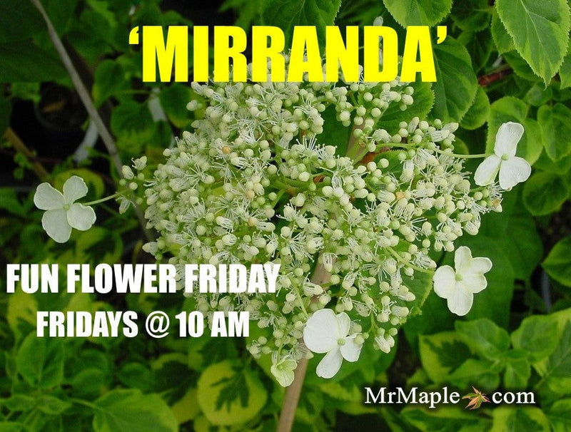 - Hydrangea anomala ssp. petiolaris 'Mirranda' Climbing Hydrangea - Mr Maple │ Buy Japanese Maple Trees