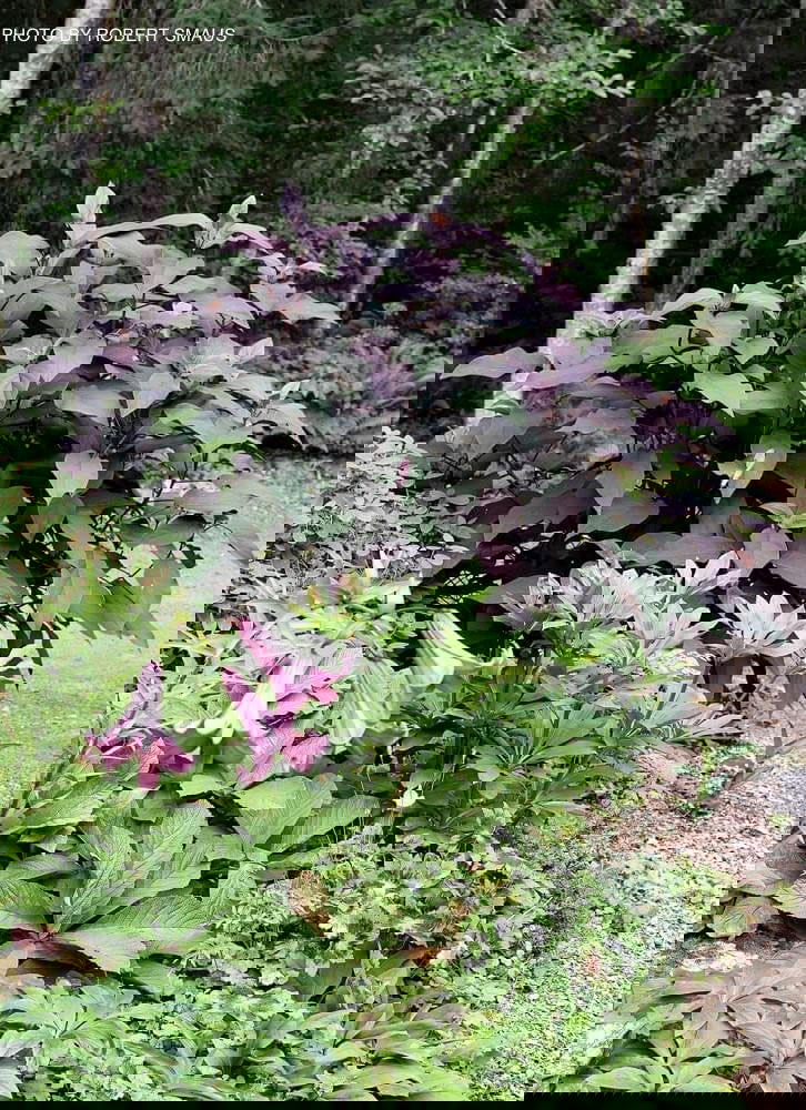 - Hydrangea aspera ‘Burgundy Bliss’ Purple Leaf Form Hydrangea - Mr Maple │ Buy Japanese Maple Trees