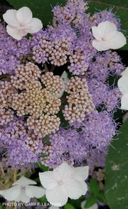 - Hydrangea aspera ‘Burgundy Bliss’ Purple Leaf Form Hydrangea - Mr Maple │ Buy Japanese Maple Trees