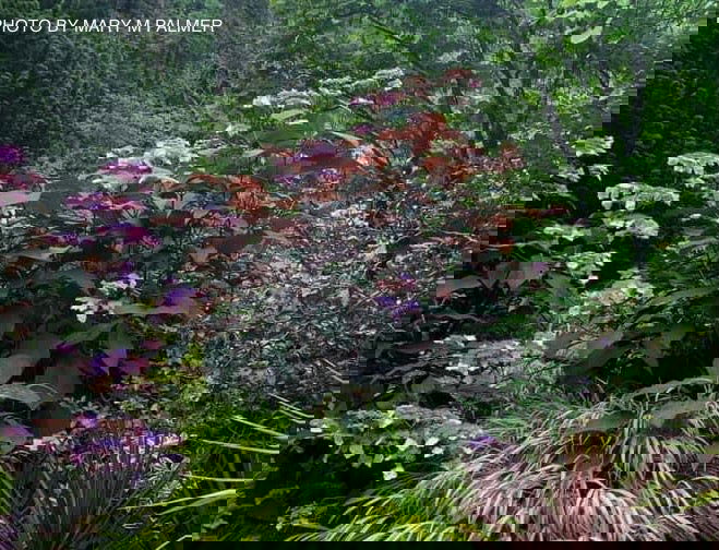 - Hydrangea aspera ‘Burgundy Bliss’ Purple Leaf Form Hydrangea - Mr Maple │ Buy Japanese Maple Trees