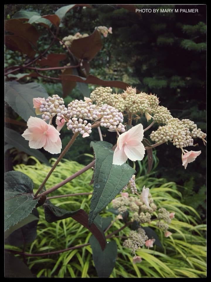 - Hydrangea aspera ‘Burgundy Bliss’ Purple Leaf Form Hydrangea - Mr Maple │ Buy Japanese Maple Trees