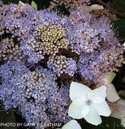 - Hydrangea aspera ‘Burgundy Bliss’ Purple Leaf Form Hydrangea - Mr Maple │ Buy Japanese Maple Trees