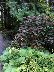 - Hydrangea aspera ‘Burgundy Bliss’ Purple Leaf Form Hydrangea - Mr Maple │ Buy Japanese Maple Trees