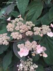 - Hydrangea aspera ‘Burgundy Bliss’ Purple Leaf Form Hydrangea - Mr Maple │ Buy Japanese Maple Trees