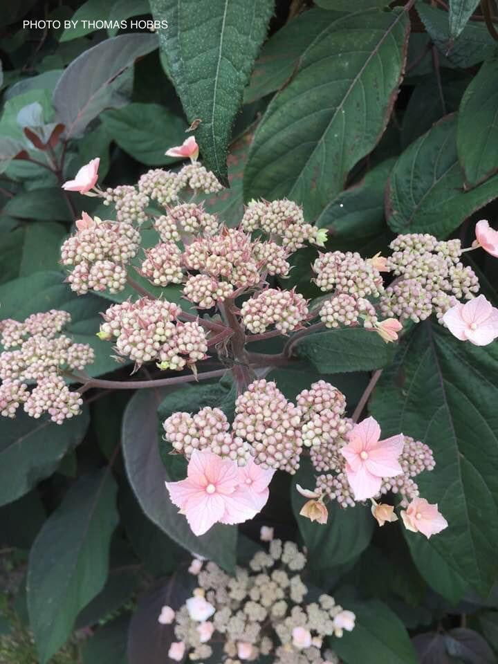 - Hydrangea aspera ‘Burgundy Bliss’ Purple Leaf Form Hydrangea - Mr Maple │ Buy Japanese Maple Trees