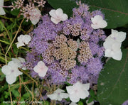 - Hydrangea aspera ‘Burgundy Bliss’ Purple Leaf Form Hydrangea - Mr Maple │ Buy Japanese Maple Trees