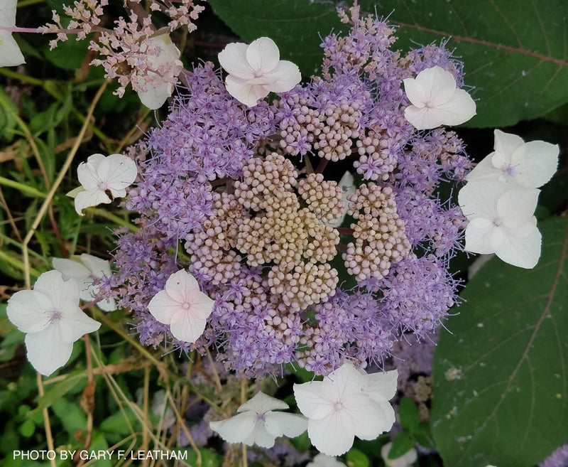 - Hydrangea aspera ‘Burgundy Bliss’ Purple Leaf Form Hydrangea - Mr Maple │ Buy Japanese Maple Trees