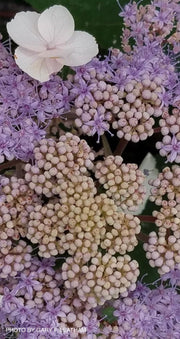 - Hydrangea aspera ‘Burgundy Bliss’ Purple Leaf Form Hydrangea - Mr Maple │ Buy Japanese Maple Trees