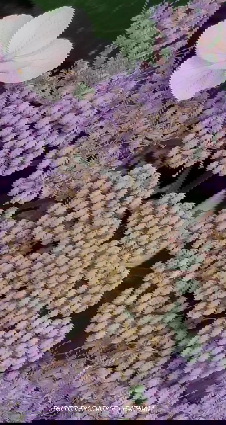 - Hydrangea aspera ‘Burgundy Bliss’ Purple Leaf Form Hydrangea - Mr Maple │ Buy Japanese Maple Trees