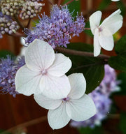 - Hydrangea aspera ‘Burgundy Bliss’ Purple Leaf Form Hydrangea - Mr Maple │ Buy Japanese Maple Trees