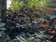 - Hydrangea aspera ‘Burgundy Bliss’ Purple Leaf Form Hydrangea - Mr Maple │ Buy Japanese Maple Trees