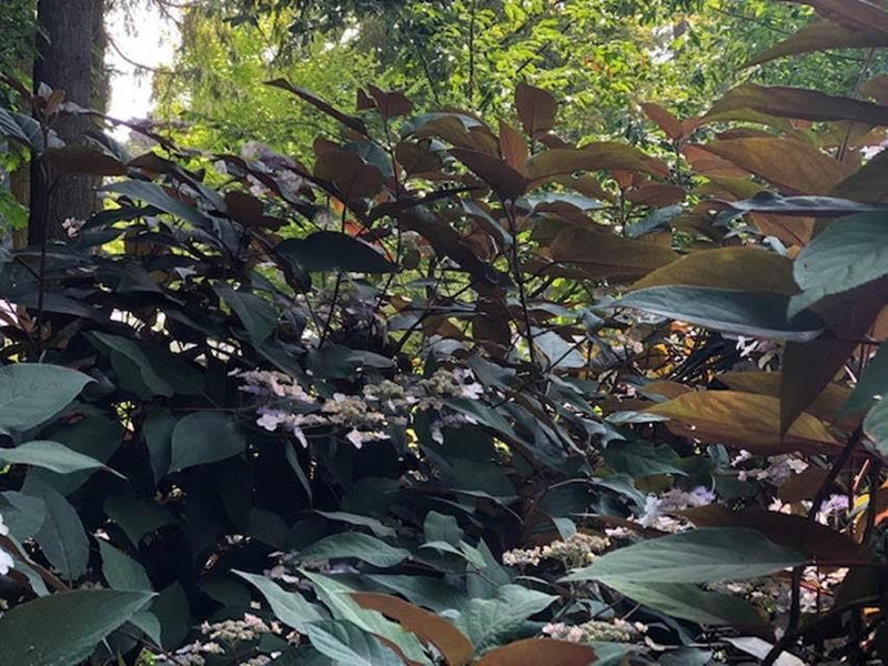 - Hydrangea aspera ‘Burgundy Bliss’ Purple Leaf Form Hydrangea - Mr Maple │ Buy Japanese Maple Trees