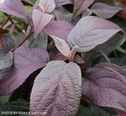- Hydrangea aspera ‘Burgundy Bliss’ Purple Leaf Form Hydrangea - Mr Maple │ Buy Japanese Maple Trees
