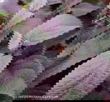 - Hydrangea aspera ‘Burgundy Bliss’ Purple Leaf Form Hydrangea - Mr Maple │ Buy Japanese Maple Trees