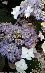 - Hydrangea aspera ‘Burgundy Bliss’ Purple Leaf Form Hydrangea - Mr Maple │ Buy Japanese Maple Trees