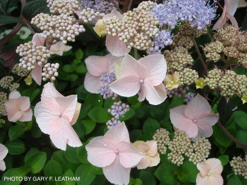 - Hydrangea aspera ‘Burgundy Bliss’ Purple Leaf Form Hydrangea - Mr Maple │ Buy Japanese Maple Trees