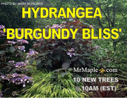 - Hydrangea aspera ‘Burgundy Bliss’ Purple Leaf Form Hydrangea - Mr Maple │ Buy Japanese Maple Trees