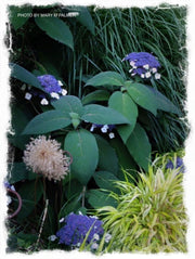 - Hydrangea aspera ssp sargentiana Hydrangea - Mr Maple │ Buy Japanese Maple Trees