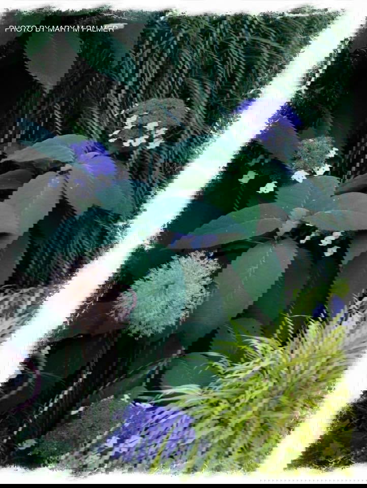 - Hydrangea aspera ssp sargentiana Hydrangea - Mr Maple │ Buy Japanese Maple Trees