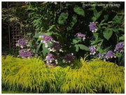 - Hydrangea aspera ssp sargentiana Hydrangea - Mr Maple │ Buy Japanese Maple Trees