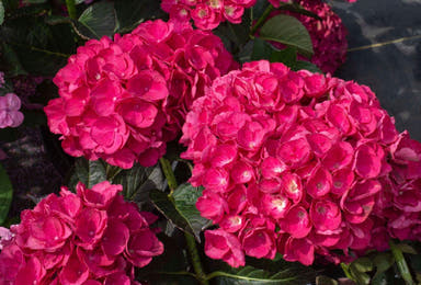 - Hydrangea macrophylla 'Akadama’ Hydrangea - Mr Maple │ Buy Japanese Maple Trees
