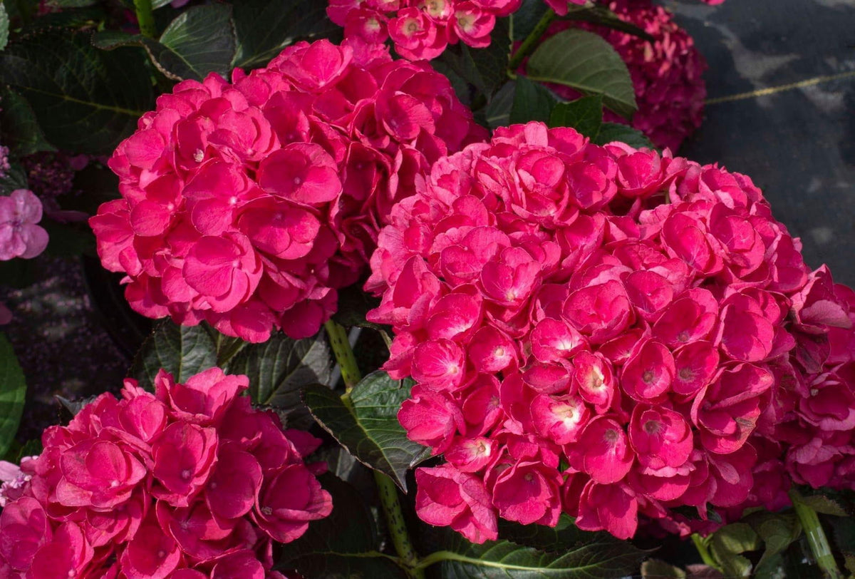 Maple Hydrangea Hydrangea macrophylla 'Akadama’ Hydrangea — Mr Maple │ Buy Japanese ...