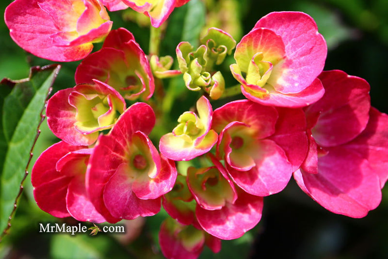 - Hydrangea macrophylla 'Akadama’ Hydrangea - Mr Maple │ Buy Japanese Maple Trees