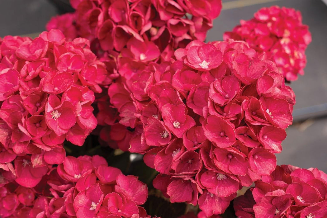 Maple Hydrangea Hydrangea macrophylla 'Akadama’ Hydrangea — Mr Maple │ Buy Japanese ...